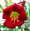 Hemerocallis Rootin Tootin Red